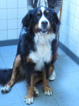 Jip, berner sennenhond, hier in volle glorie. Ze ziet er heel goed uit voor haar 9 jaar!